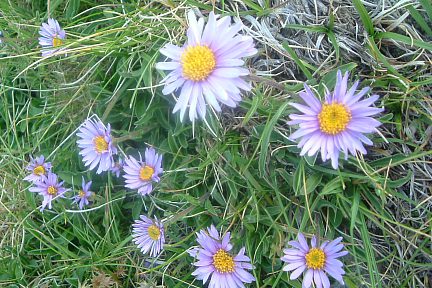 Asters des Alpes à 2500 m dans le val de Llauset