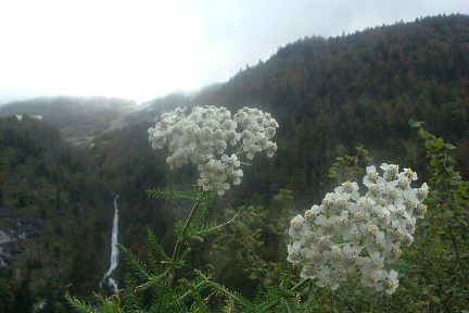 Achillée millefeuille à Gourette