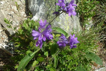 Campanules agglomérées à 2000 m dans le val de Besiberri