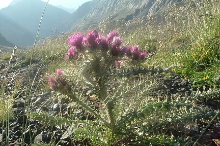 Chardon des Pyrénées à 2650 m dans le val de Llauset