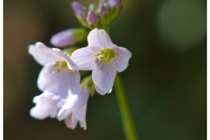 Cardamine des prés