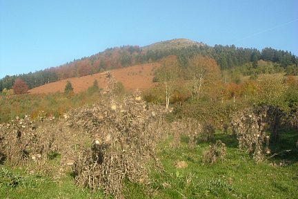 Le Soum de la Pale et son bois