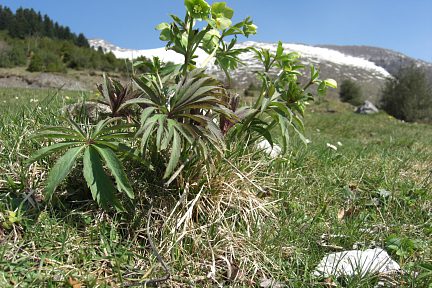 Hellébore vert sur les flancs du Soum de la Pale