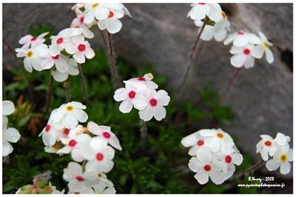 Androsace velue
