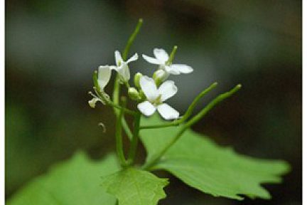 Alliaire officinale