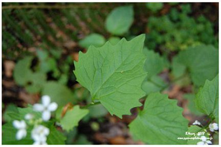 Feuille de l'alliaire officinale