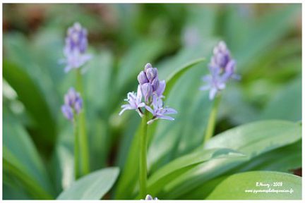 Scille lis-jacinthe