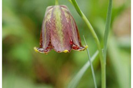 Fritillaire des Pyrénées - vue 1