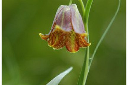 Fritillaire des Pyrénées - vue 2