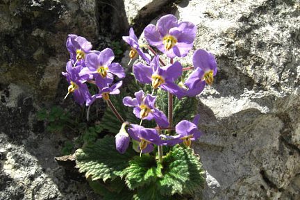 Ramonde des Pyrénées à 1450 m, à Gavarnie, vue 1