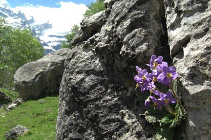 Ramonde des Pyrénées à 1450 m, à Gavarnie, vue 2