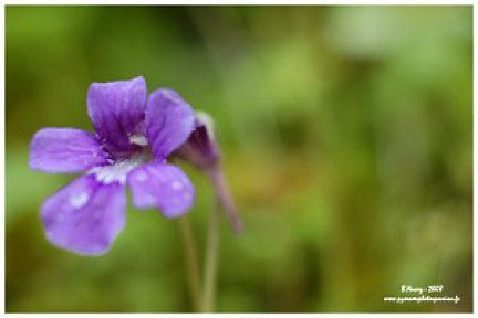 Fleur de la grassette vulgaire