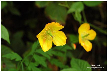 Méconopsis du Pays de Galles
