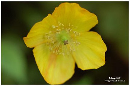 Méconopsis du Pays de Galles