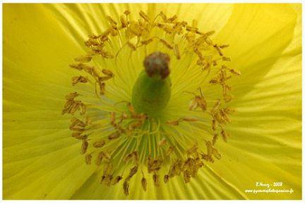Méconopsis du Pays de Galles