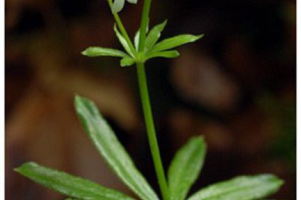 Aspérule odorante - vue 1