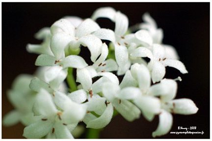 Aspérule odorante - vue 2