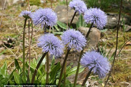 Globulaires