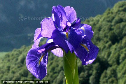 Iris sur les plateaux du vallon occidental de Soques