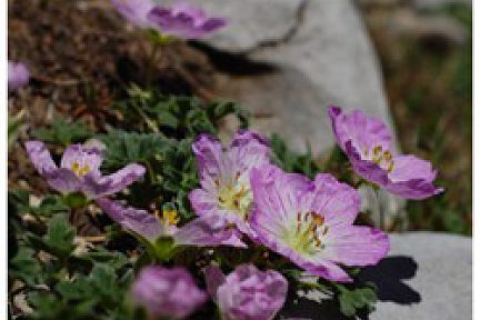 Geranium cendré