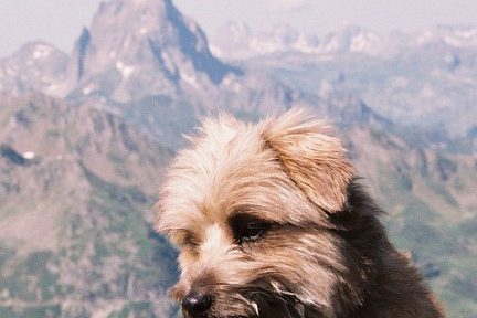 Voyou à l'Arré-Sourins