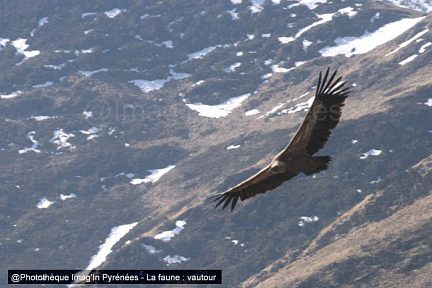 Vautour en vol près du Soum de Trés