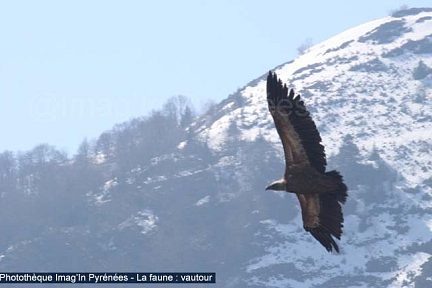 Vautour en vol près du Tuquet de Lhési