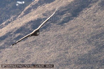 Vautour en vol près du Soum de Trées