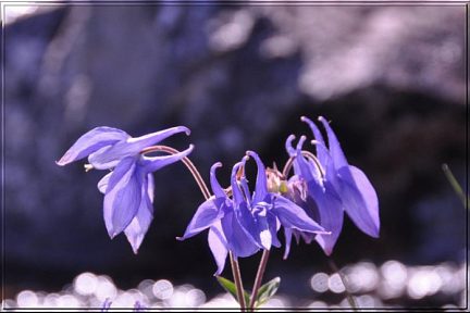 Ancolie des Pyrénées ?