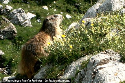 Marmotte photographiée de près en montagne