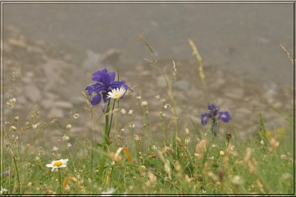 Composition florale