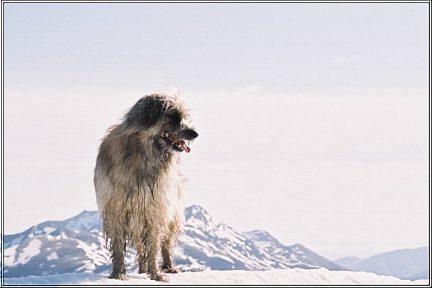 Voyou aux Gahus