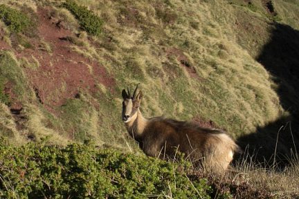 Isard sur le flanc Est du Cuchet de Garay, vue 1