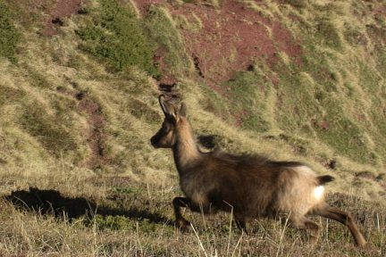 Isard sur le flanc Est du Cuchet de Garay, vue 2