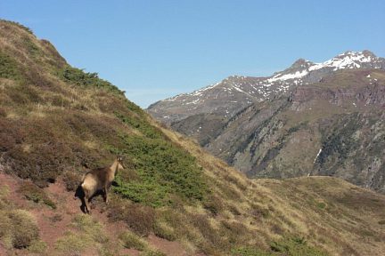 Isard sur le flanc Est du Cuchet de Garay, vue 3