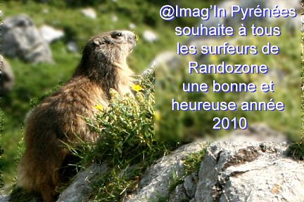 Marmotte photographiée en Pyrénées
