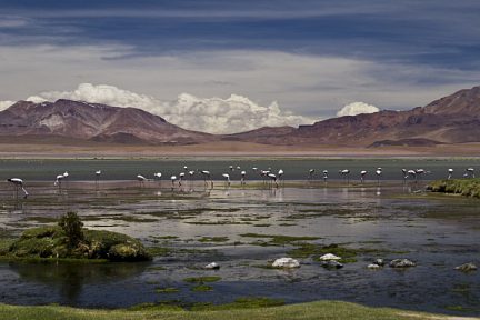Salar de Tara