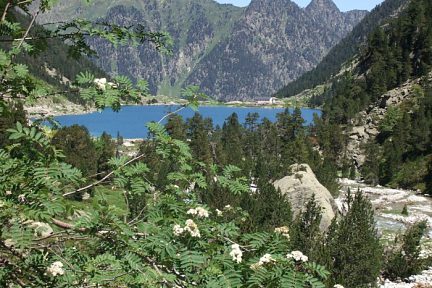 Sorbier au dessus du lac de Gaube