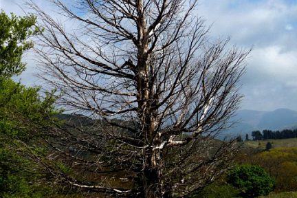 Silhouette d'un arbre mort