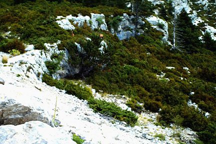 Isards sur Pedraforca
