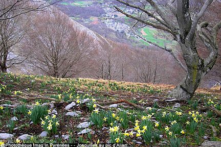 Tapis de jonquilles au pic d'Alian