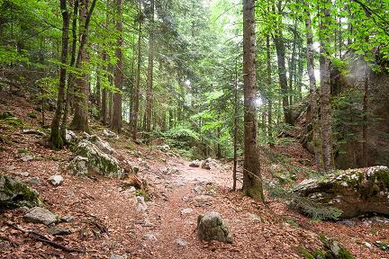 Forêt sur le sentier du retour, cirque de Saint-Même