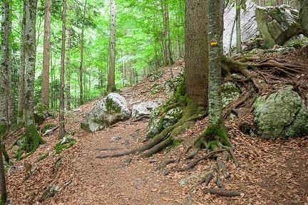 Forêt du Cirque de Saint Même - Chartreuse