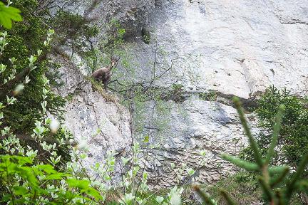 Quelqu'un est curieux dans le cirque de Saint Même