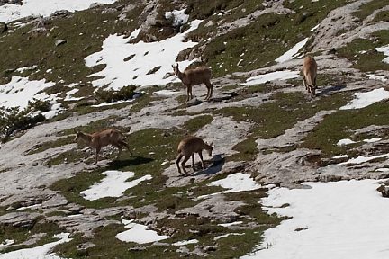 Groupe d'isards juste après le plateau de Bellevue
