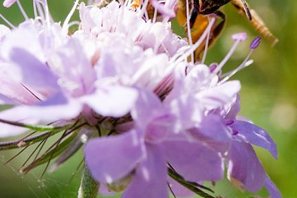 Macro 2009 - 1