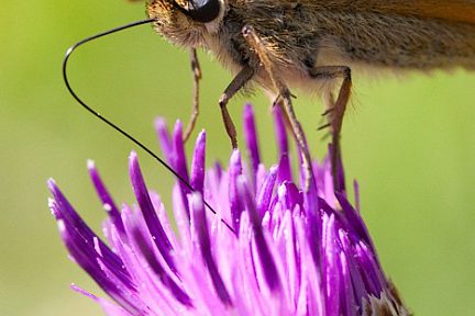 Macro 2009 - 3