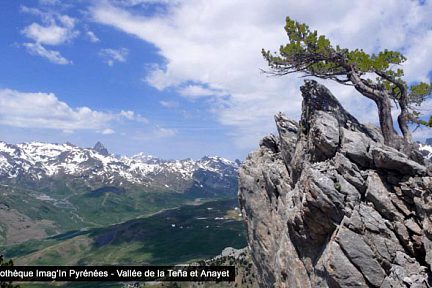Arbre insolite sur la crête occidentale de la Foratata, vue sur l'Anayet