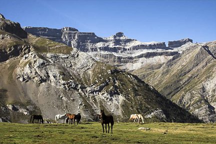 Chevaux sur le plateau à côté du refuge des Espuguettes