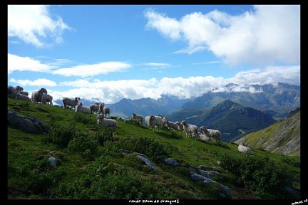 Brebis au sommet de Las Escures